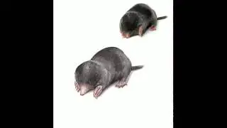 Sketching a Mole: Procreate App