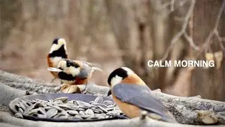Clear Late Morning at the Bird Feeder | Started at 11 AM, 2&deg;C / 35.6&deg;F