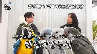 요즘 가장 많이 키우는 앵무새 1위 ! 퀘이커앵무새의 매력🦜 퀘이팝, 퀘이뷰티,퀘이드라마, 퀘이커 렛츠고