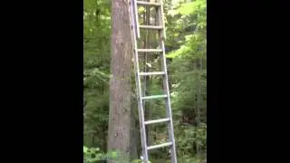 Viewing perch