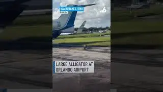 Gator on the Runway?! Only in Florida | Orlando Airport Surprise