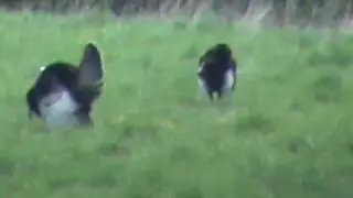Strutting Toms Pt 1