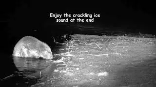 Beaver and ice crackle