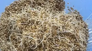 கம்புல கஞ்சி செஞ்சி சாப்பிடலாமா 😋😋😋
