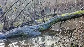 The Beavers are Back!