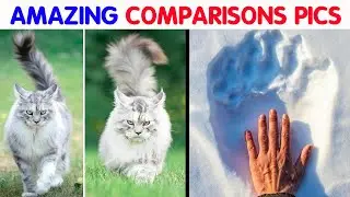 These 50 Comparison Pics Might Give You A Fresh Perspective On The World