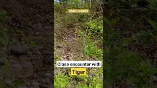 Unexpected Tiger sighting in Jim Corbett #shorts #tiger #trending