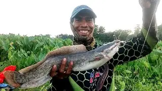 LUAR BIASA TEMPAT MANCING INI!! DISAAT MANCING BELUT DI RAWA RAWA DAPAT JACKPOT IKAN LELE BESAR
