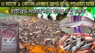 ব্যবসায়িক সফলতার নতুন নাম হাইব্রিড মাগুর।। Hybrid Magur Fish Farming..।। কম সময়ে বেশি লাভ।।