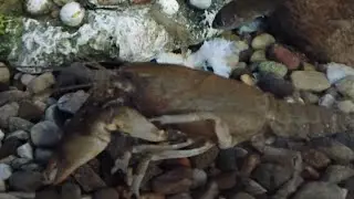 Catching a clean up crew for the turtle tank