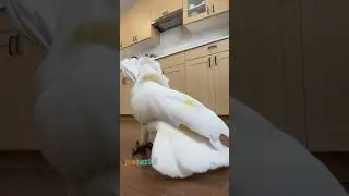 Rate his dance moves 1-10  #birds #parrots