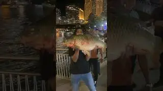 Biggest fish ever caught in Chicago