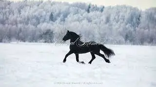 Calm | New Age | Neo-Classical | A Horse in Snowfield &middot; 1 Hour