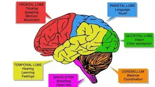 Biology-Brain Power.for X,XI,NTSE,NEET,KVPY,NEST&Other Competitive Examinations.
