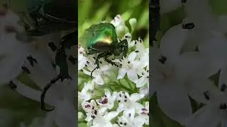 Brilliant Emerald Beetle!