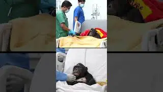 PM Modi explored animal hospitals dedicated to safeguarding rescued & endangered animals at Vantara