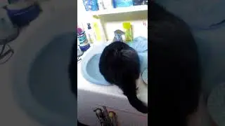 Mon chat est dans le lavabo.