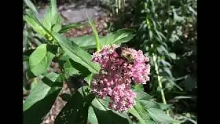 Protect Pollinators!