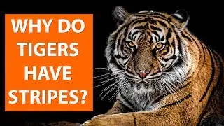 Why do TIGERS have stripes?