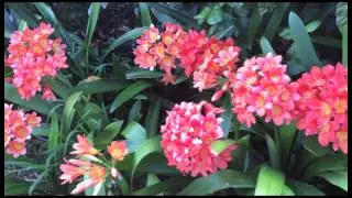 Clivia miniata - spring colour for shady places