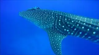Meet Jenna (Whale Shark)