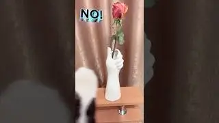 One love 💕 #love #cat #catlovers #lovestatus #lovemusic #lovestory