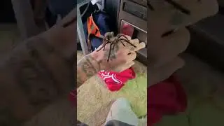 Australian tarantula phlogius species handling