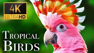 Tropical Birds with Sounds in 4K - Scenic Relaxation Film #wildlife #nature #amazonjungle 