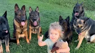 A Pack of 7 German Shepherds Adopted This Baby Girl&mdash;What They Do Every Night at 9PM