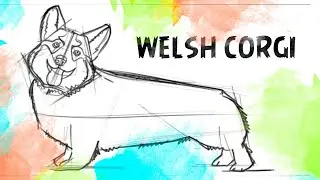 creating a vector illustration with the image of a welsh corgi. создание векторной иллюстрации