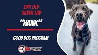 🐶Dog Trainers/Training of Central and South Florida / Silver Lab 'Hank'🦮
