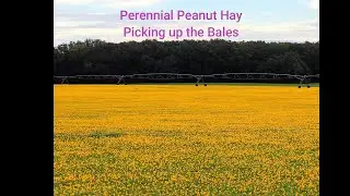 Perennial Peanut Hay - Hay Pickup in the field