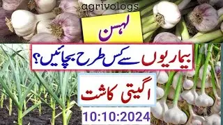How to control Garlic 🧄 Disease// garlic leaves  turning yellow 🟡// visit agrivologs