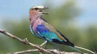 Reason Why Some Birds Migrate While Others Don't
