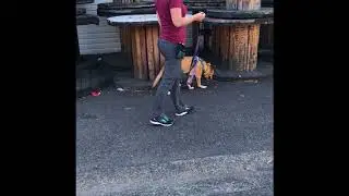 Canine Nose Work For All Abilities