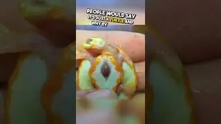 Turtle with exposed heart survives against all odds 🥺