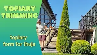 Topiary trimming thuja. Як стригти тую