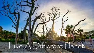 Driftwood Beach Jekyll Island - Most Scenic Beach On The East Coast?