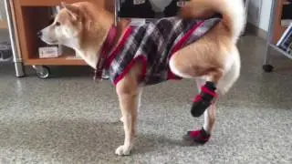 sler dogger