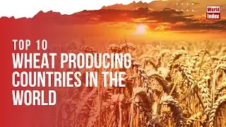 Top 10 Wheat Producing Countries In The World | World Index |