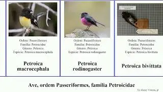 Ave, ordem Passeriformes, fam&iacute;lia Petroicidae petroica microeca poecilodryas birds australis rubra
