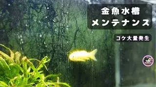 年明け🎍金魚水槽メンテ🐟大量発生したコケをスッキリ☺️【水槽メンテ #38】