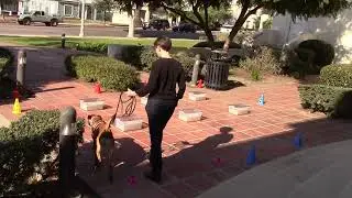 Lina's first scent work trial (7 months) - Buried