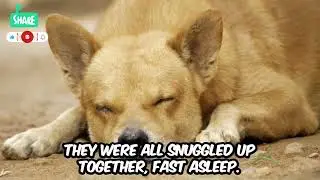 unusual animal behavior cute baby dogs and cats funny videos#ElephantShorts​ #FunnyAnimals​ #Animal