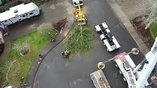 Crane Assisted Tree Removal - Urban Timber Tree Service, Inc.