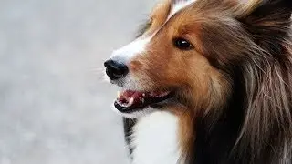 Dog Friendly Summer Fun