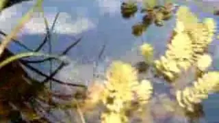 Frog Watching