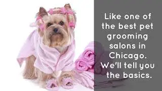 How to keep your dog calm during grooming in chicago