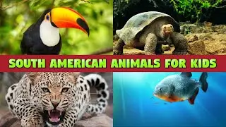 SOUTH AMERICAN ANIMALS - NAMES AND SOUNDS FOR KIDS