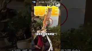 橘貓站上機車超筆直！ 網見「手撐後照鏡」笑：肯定練過XD#shorts